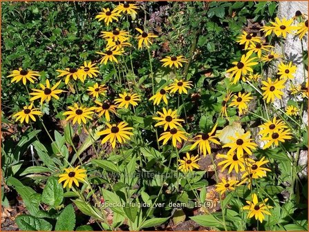 Rudbeckia fulgida var. deamii | Zonnehoed | Deams Sonnenhut