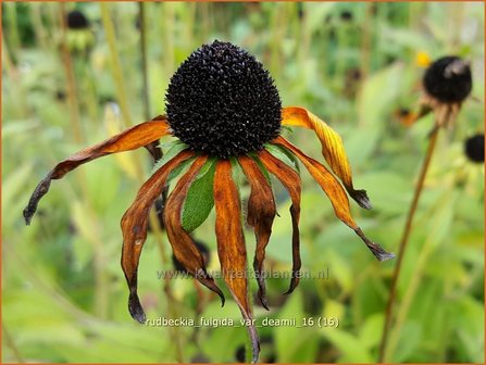 Rudbeckia fulgida var. deamii | Zonnehoed | Deams Sonnenhut