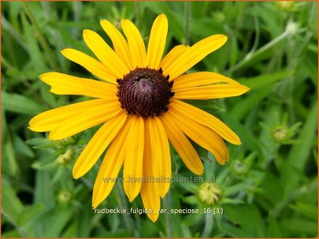 Rudbeckia fulgida var. speciosa | Zonnehoed | Pr&auml;chtiger Sonnenhut