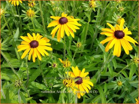 Rudbeckia fulgida var. speciosa | Zonnehoed | Pr&auml;chtiger Sonnenhut