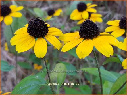 Rudbeckia triloba | Zonnehoed | Dreilappiger Sonnenhut