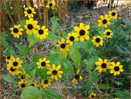 Rudbeckia triloba | Zonnehoed | Dreilappiger Sonnenhut