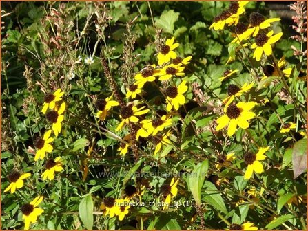 Rudbeckia triloba | Zonnehoed | Dreilappiger Sonnenhut