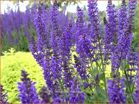 Salvia nemorosa &#039;Mainacht&#039; | Bossalie, Salie, Salvia | Steppensalbei