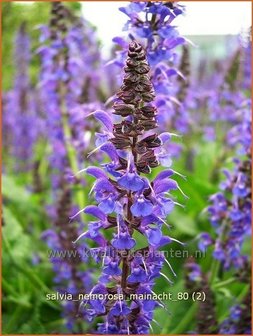 Salvia nemorosa &#039;Mainacht&#039; | Bossalie, Salie, Salvia | Steppensalbei