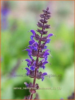 Salvia nemorosa &#039;Mainacht&#039; | Bossalie, Salie, Salvia | Steppensalbei