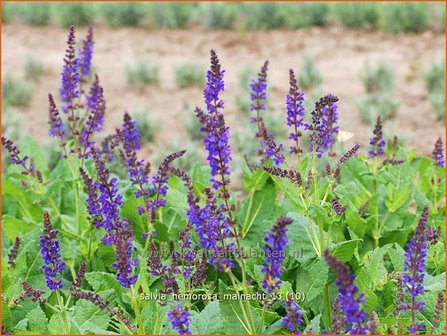 Salvia nemorosa &#039;Mainacht&#039; | Bossalie, Salie, Salvia | Steppensalbei