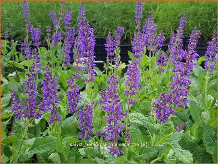 Salvia nemorosa &#039;Mainacht&#039; | Bossalie, Salie, Salvia | Steppensalbei