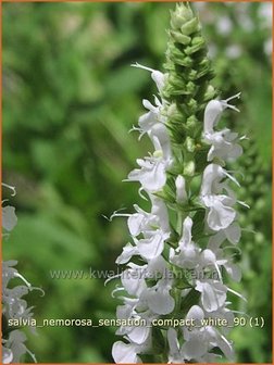 Salvia nemorosa &#039;Sensation Compact White&#039; | Bossalie, Salie, Salvia | Steppensalbei