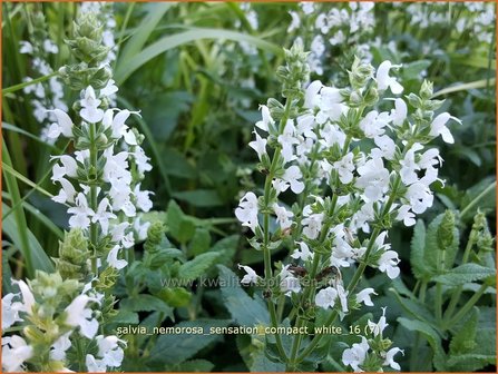 Salvia nemorosa &#039;Sensation Compact White&#039; | Bossalie, Salie, Salvia | Steppensalbei