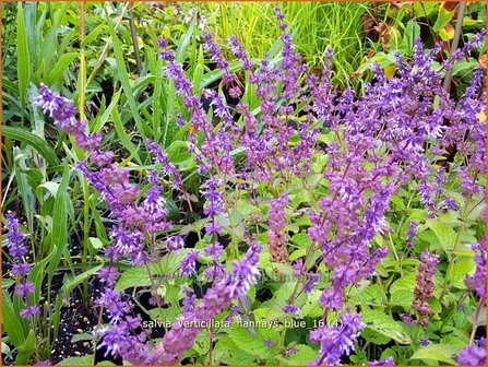 Salvia verticillata &#039;Hannay&#039;s Blue&#039; | Kranssalie, Salie, Salvia | Quirlbl&uuml;tiger Salbei