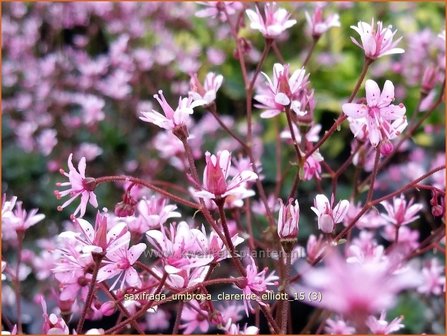 Saxifraga umbrosa &#039;Clarence Elliott&#039; | Schildersverdriet, Menistenzusje, Steenbreek | Porzellanbl&uuml;mchen