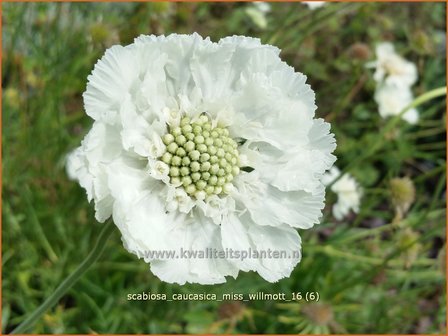 Scabiosa caucasica 'Miss Willmott' | Kaukasisch duifkruid, Duifkruid, Schurftkruid | Kaukasus Grindkraut