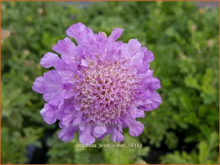 Scabiosa &#039;Vivid Violet&#039; | Duifkruid, Schurftkruid | Skabiose