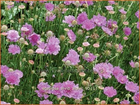 Scabiosa &#039;Vivid Violet&#039; | Duifkruid, Schurftkruid | Skabiose