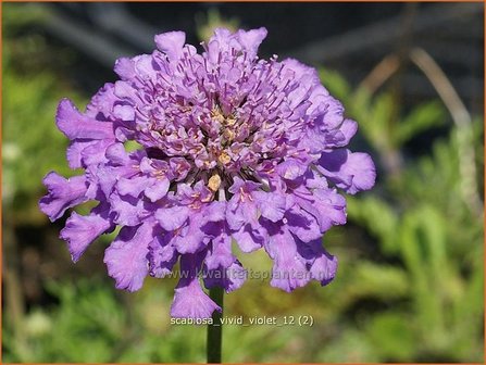 Scabiosa &#039;Vivid Violet&#039; | Duifkruid, Schurftkruid | Skabiose