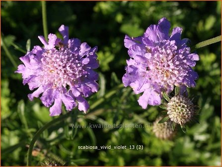 Scabiosa &#039;Vivid Violet&#039; | Duifkruid, Schurftkruid | Skabiose