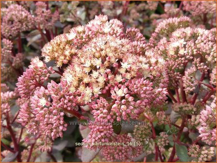 Sedum &#039;Karfunkelstein&#039; | Hemelsleutel, Vetkruid | Fettblatt