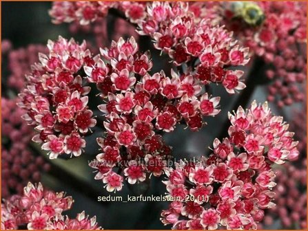 Sedum &#039;Karfunkelstein&#039; | Hemelsleutel, Vetkruid | Fettblatt