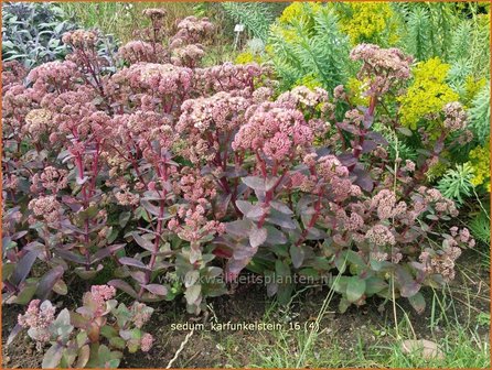 Sedum &#039;Karfunkelstein&#039; | Hemelsleutel, Vetkruid | Fettblatt