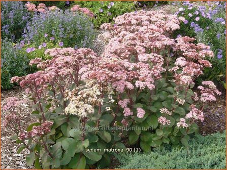 Sedum &#039;Matrona&#039; | Hemelsleutel, Vetkruid | Fettblatt