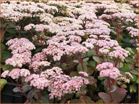 Sedum &#039;Matrona&#039; | Hemelsleutel, Vetkruid | Fettblatt