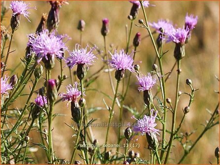 Serratula seoanei | Zaagblad | S&uuml;dliche Zwerg-Scharte