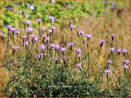 Serratula seoanei | Zaagblad | S&uuml;dliche Zwerg-Scharte