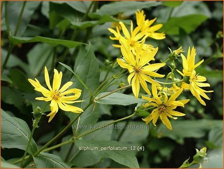 Silphium perfoliatum | Zonnekroon | Verwachsenblättrige Becherpflanze