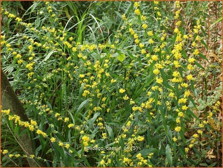 Solidago caesia | Guldenroede | Band-Goldrute