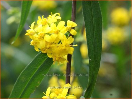 Solidago caesia | Guldenroede | Band-Goldrute