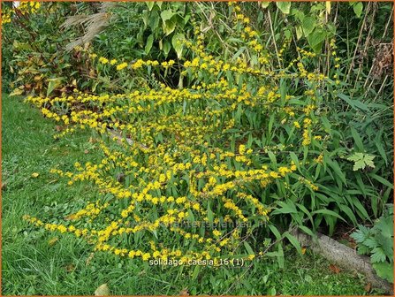 Solidago caesia | Guldenroede | Band-Goldrute