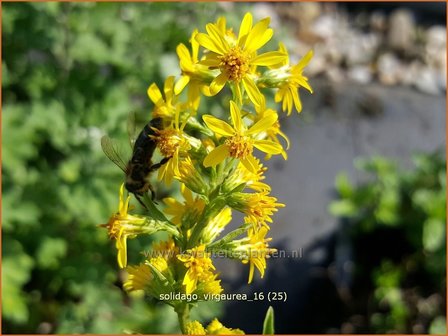 Solidago virgaurea | Echte guldenroede, Guldenroede | Gemeine Goldrute