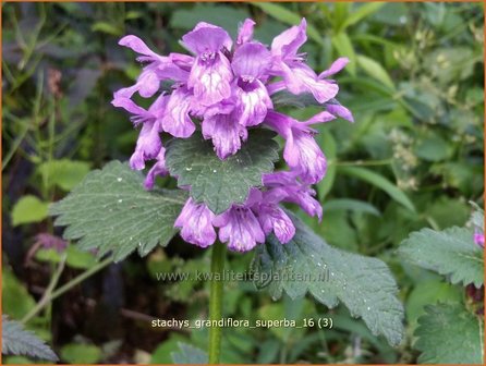 Stachys grandiflora &#039;Superba&#039; | Andoorn | Gro&szlig;bl&uuml;tiger Ziest