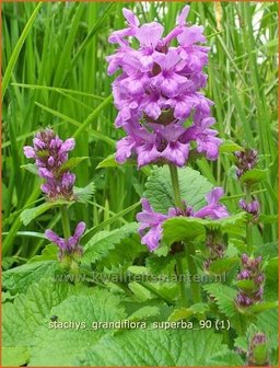 Stachys grandiflora &#039;Superba&#039; | Andoorn | Gro&szlig;bl&uuml;tiger Ziest