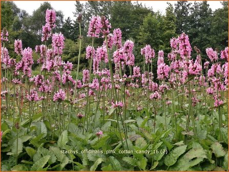 Stachys officinalis &#039;Pink Cotton Candy&#039; | Betonie, Koortskruid, Andoorn | Echter Ziest