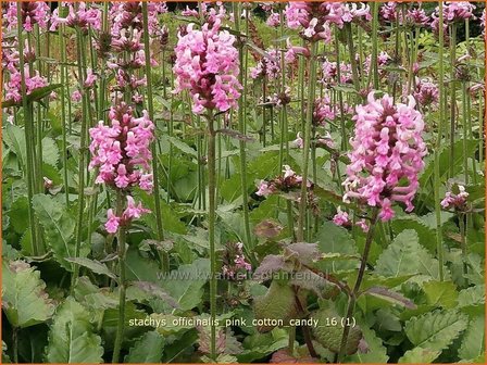 Stachys officinalis &#039;Pink Cotton Candy&#039; | Betonie, Koortskruid, Andoorn | Echter Ziest