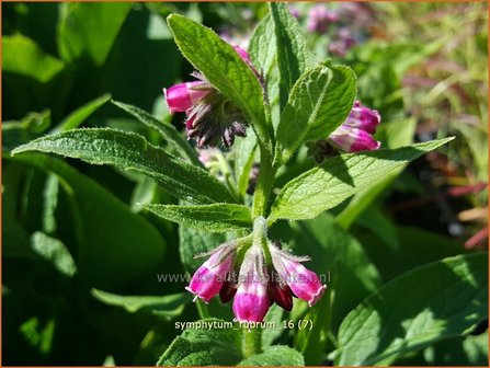 Symphytum rubrum | Smeerwortel | Rotbl&uuml;hender Beinwell