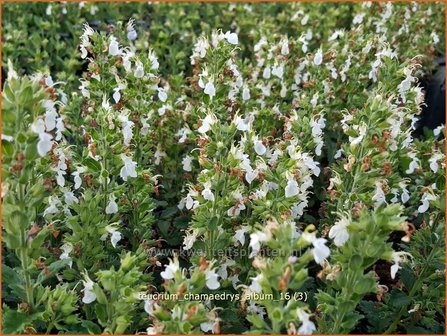 Teucrium chamaedrys &#039;Album&#039; | Gamander | Echter Gamander