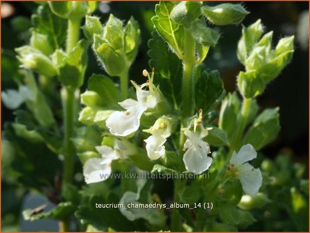 Teucrium chamaedrys &#039;Album&#039; | Gamander | Echter Gamander