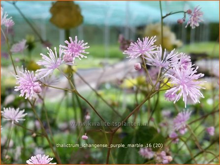 Thalictrum ichangense &#039;Purple Marble&#039; | Ruit | Elfenblumen&auml;hnliche-Wiesenraute | Chinese Meadow Rue