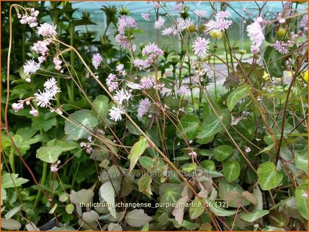 Thalictrum ichangense &#039;Purple Marble&#039; | Ruit | Elfenblumen&auml;hnliche-Wiesenraute | Chinese Meadow Rue