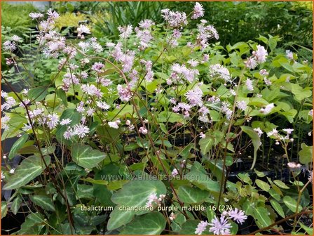 Thalictrum ichangense &#039;Purple Marble&#039; | Ruit | Elfenblumen&auml;hnliche-Wiesenraute | Chinese Meadow Rue