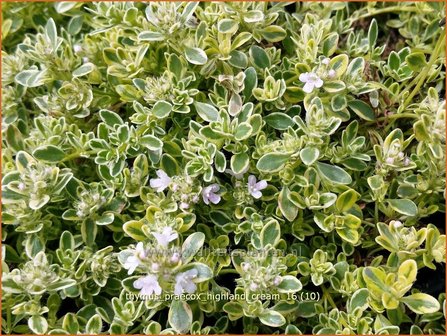 Thymus praecox 'Highland Cream' | Kruiptijm, Tijm | Frühblühender Thymian