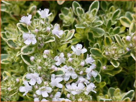 Thymus praecox 'Highland Cream' | Kruiptijm, Tijm | Frühblühender Thymian