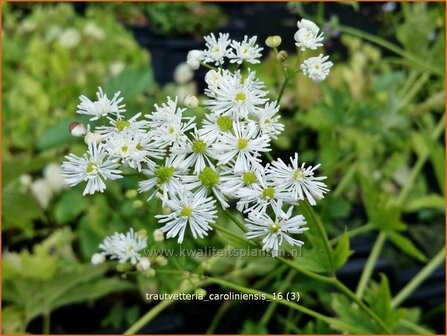 Trautvetteria caroliniensis | Waldraute