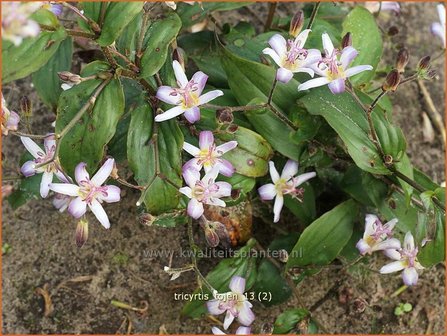 Tricyrtis &#039;Tojen&#039; | Armeluisorchidee, Paddenlelie | Kr&ouml;tenlilie