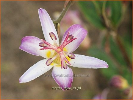 Tricyrtis &#039;Tojen&#039; | Armeluisorchidee, Paddenlelie | Kr&ouml;tenlilie