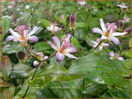 Tricyrtis &#039;Tojen&#039; | Armeluisorchidee, Paddenlelie | Kr&ouml;tenlilie