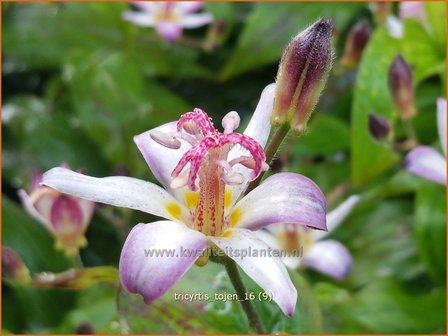 Tricyrtis &#039;Tojen&#039; | Armeluisorchidee, Paddenlelie | Kr&ouml;tenlilie